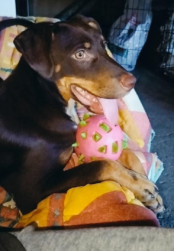 Cucciolo Bruno 6 Mesi 