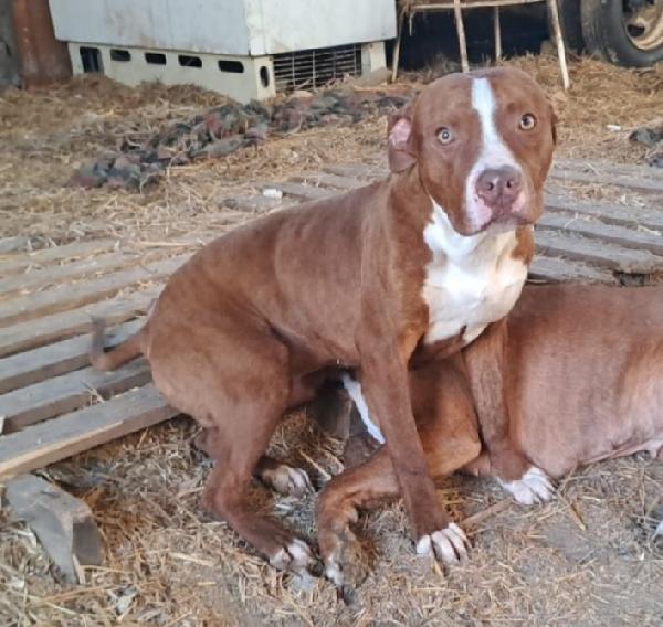 Pitbull 11/12Mesi Splendido Ultimo Rimasto Sos