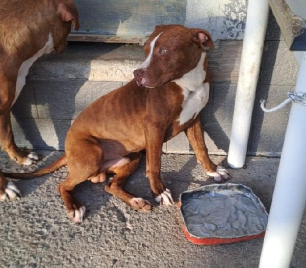 Pitbull 11/12mesi splendido ultimo rimasto SOS Foto 2