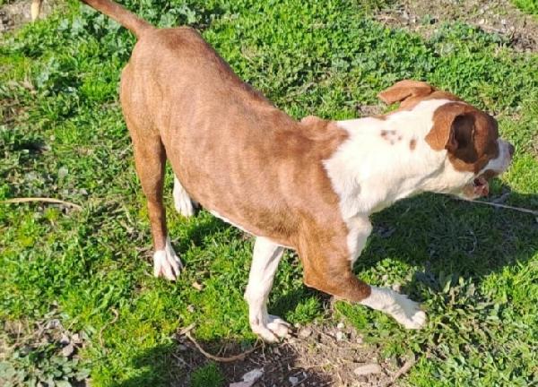 Pitbull 11/12mesi splendido ultimo rimasto SOS Foto 3