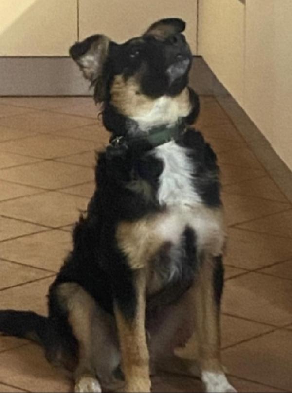 Kobe 2anni sfortunato MANTOVA SOS Foto 2