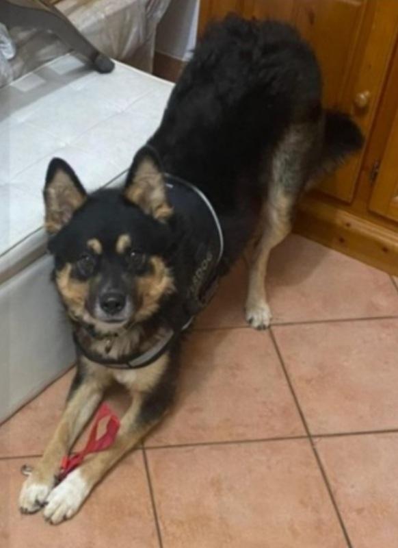 Kobe 2anni sfortunato MANTOVA SOS Foto 3