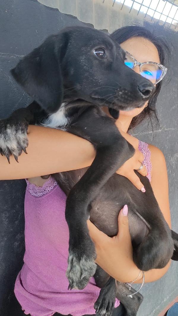 Wendy Splendida Cucciola Simil Segugio In Canile 