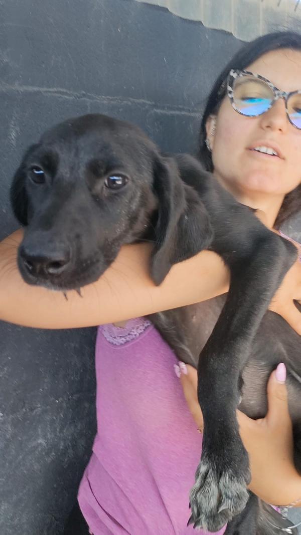 WENDY SPLENDIDA CUCCIOLA SIMIL SEGUGIO IN CANILE  Foto 3