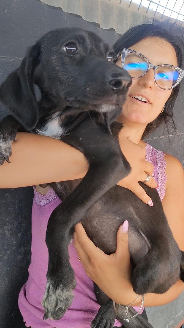WENDY SPLENDIDA CUCCIOLA SIMIL SEGUGIO IN CANILE  Foto 5
