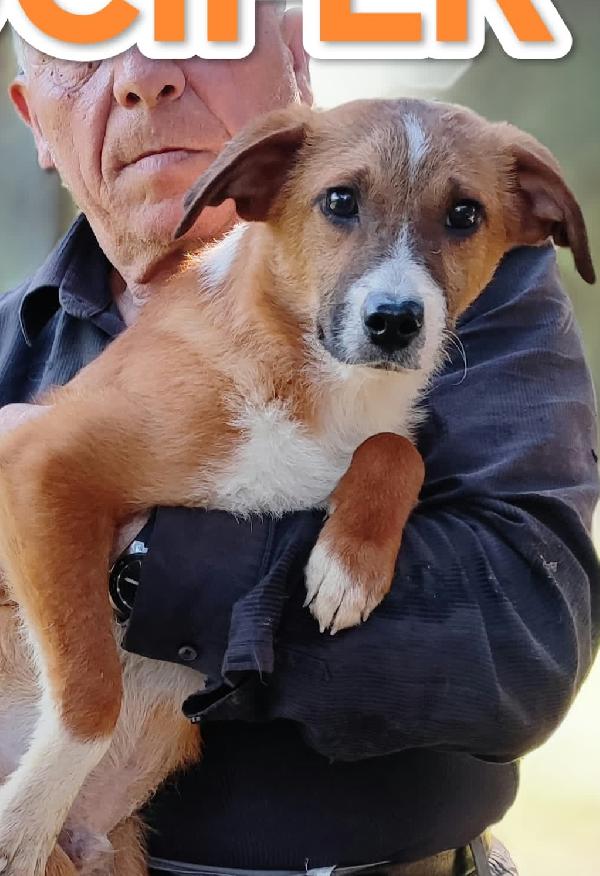 Lucifero Cucciolotto In Cerca Di Casa 