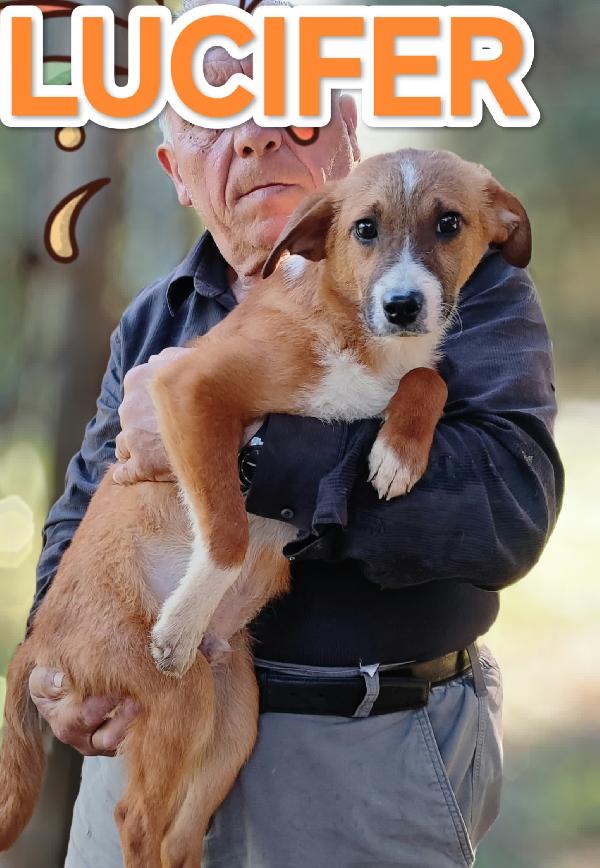 Lucifero cucciolotto in cerca di casa  Foto 2