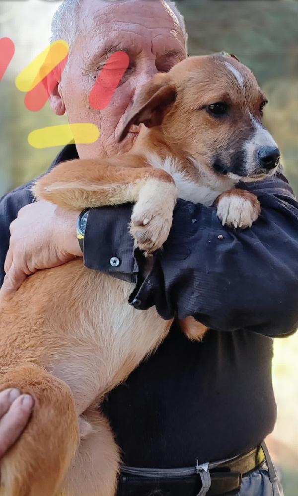 Lucifero cucciolotto in cerca di casa  Foto 3
