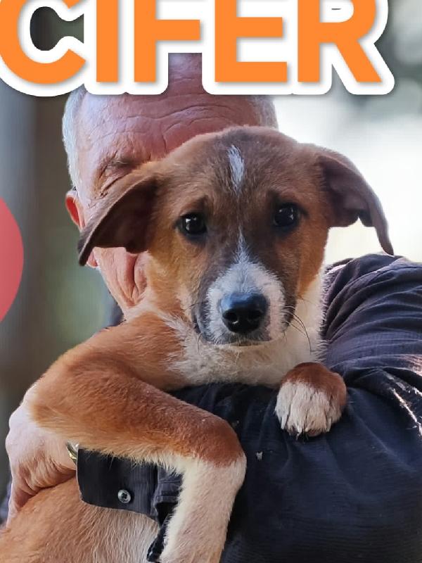 Lucifero cucciolotto in cerca di casa  Foto 4