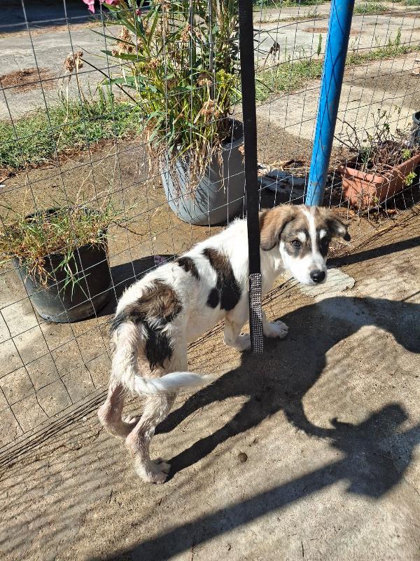 Pitta🐾🦴 Foto 3