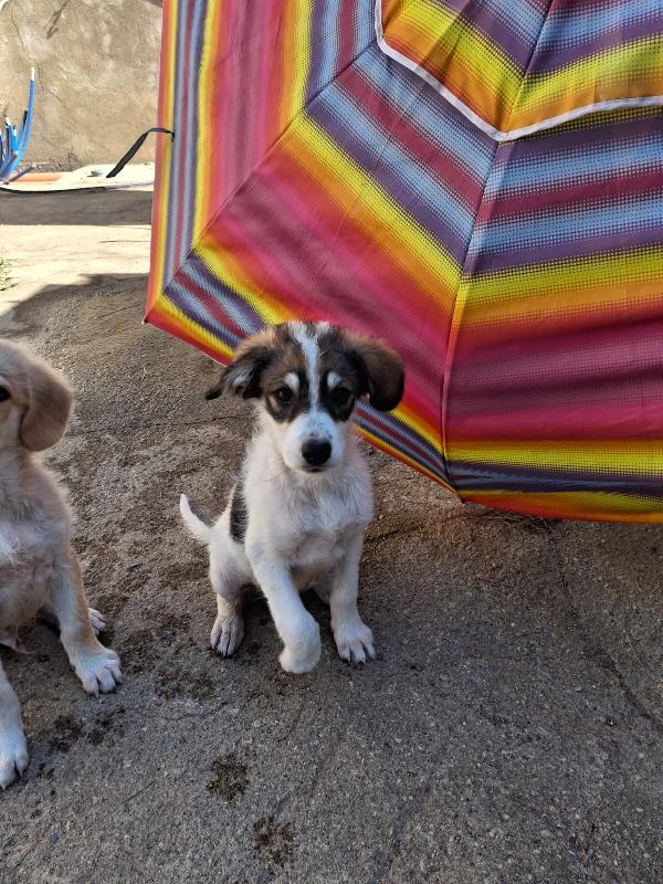 Pitta🐾🦴 Foto 6