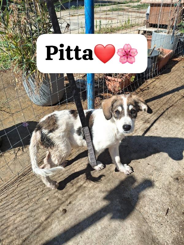 Pitta..una Cucciolotta Meravigliosa Ti Aspetta