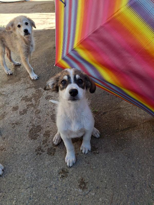 Pitta..una cucciolotta meravigliosa ti aspetta Foto 3