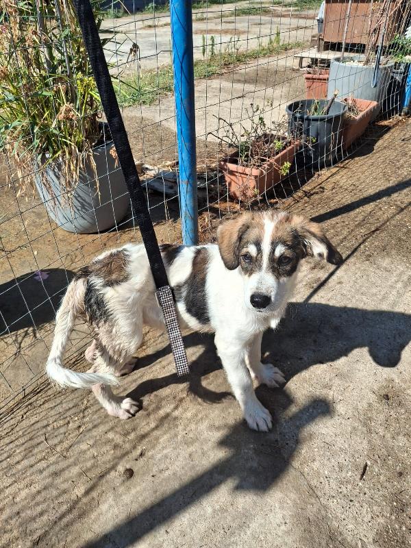 Pitta..una cucciolotta meravigliosa ti aspetta Foto 5