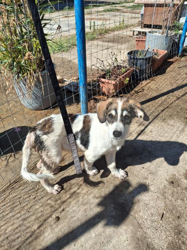 Pitta..una cucciolotta meravigliosa ti aspetta Foto 6