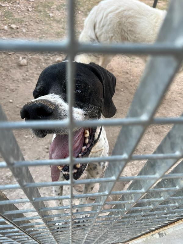 DJANGO adorabile cane in adozione! Foto 7