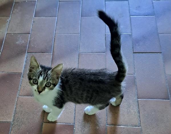 SPRITZ, allegro gattino in adozione! Foto 3
