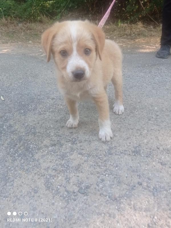 💛🐾 pepe e thor, splendidi cuccioli taglia medio piccola in adozione anche singola Foto 2