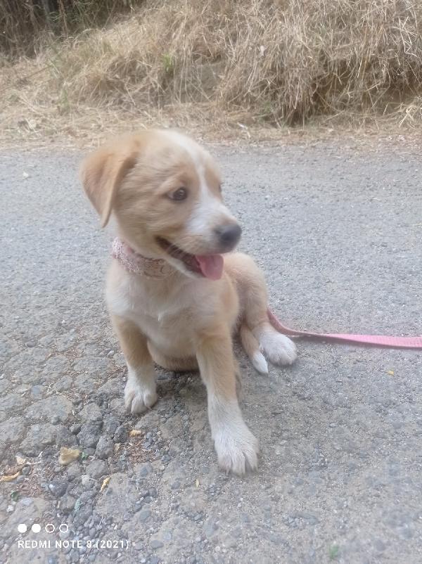 💛🐾 pepe e thor, splendidi cuccioli taglia medio piccola in adozione anche singola Foto 4