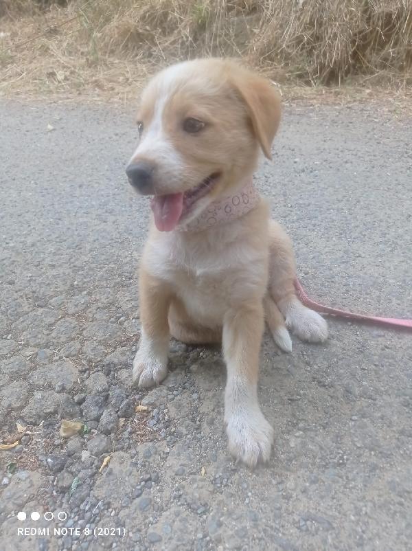 💛🐾 pepe e thor, splendidi cuccioli taglia medio piccola in adozione anche singola Foto 3