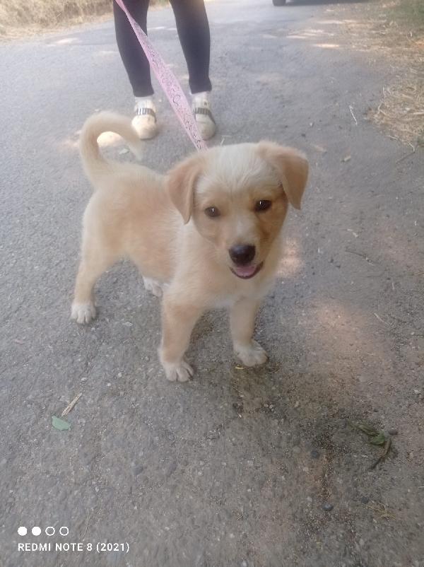 💛🐾 pepe e thor, splendidi cuccioli taglia medio piccola in adozione anche singola Foto 5