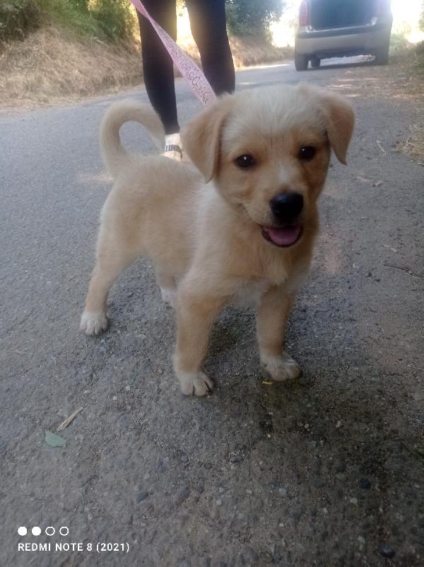 💛🐾 pepe e thor, splendidi cuccioli taglia medio piccola in adozione anche singola Foto 6