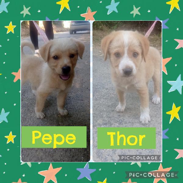 💙🐾 Pepe E Thor, Due Splendidi Fratellini Taglia Medio Piccola Cuccioli In Adozione 