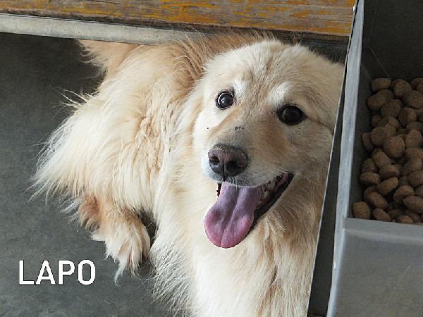 Lapo Il Biondo