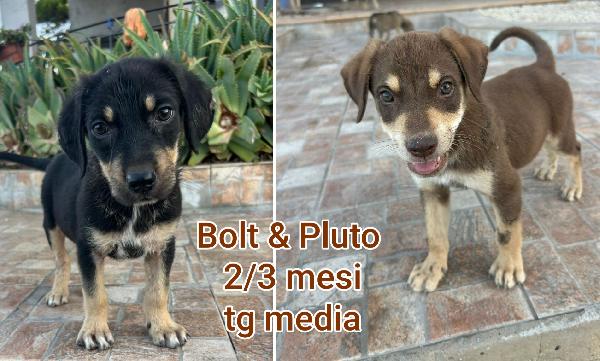 Cucciolini In Adozione 
