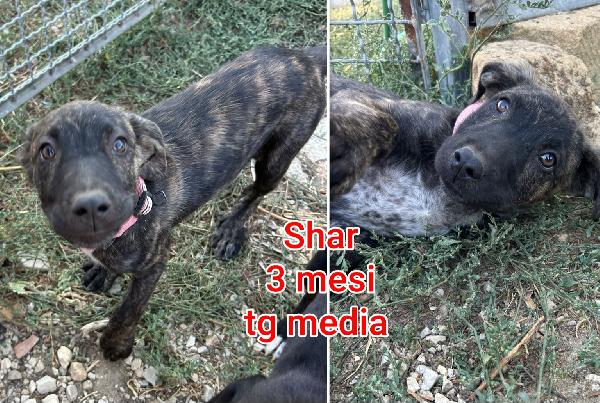Cucciolini in adozione  Foto 3
