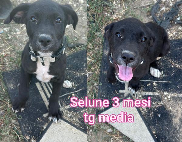 Cucciolini in adozione  Foto 5