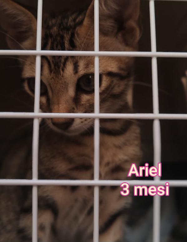 MICINI ESCLUSI E SOLI Foto 9