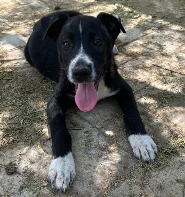 3 mesi: nera e condannata! Foto 4
