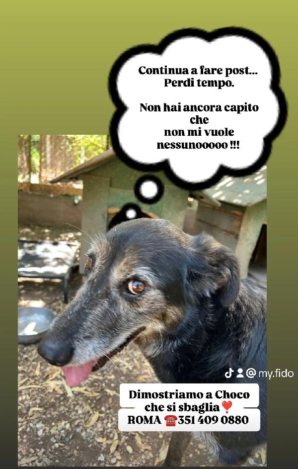 Choco Merita Di Essere Visto Per Davvero! 