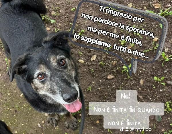 Choco merita di essere visto per davvero!  Foto 2