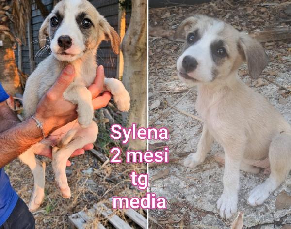 Adozioni Cercasi X Questi Cuccioli 