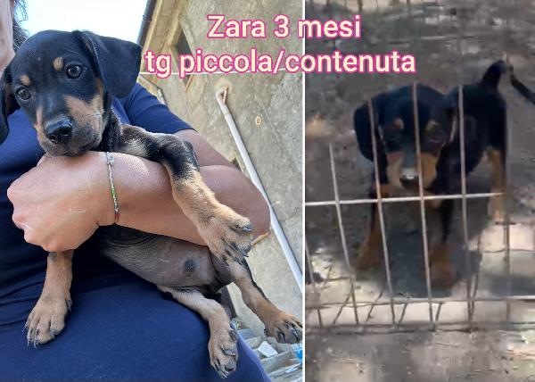 Cagnolini Piccoli