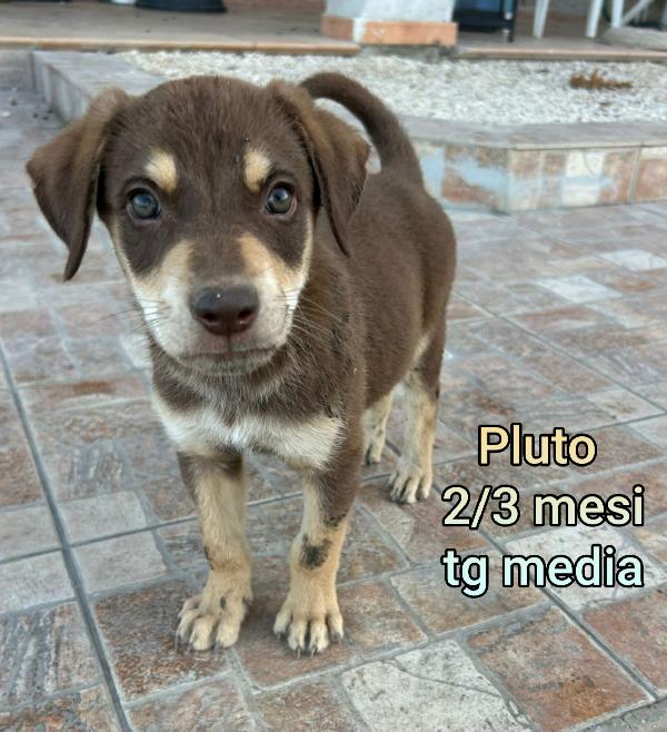 TROPPI CUCCIOLI IN RIFUGIO  Foto 10