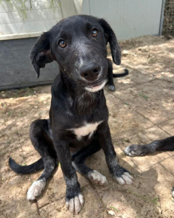 Pimpa, 3 mesi, esclusa perché nera! Foto 2