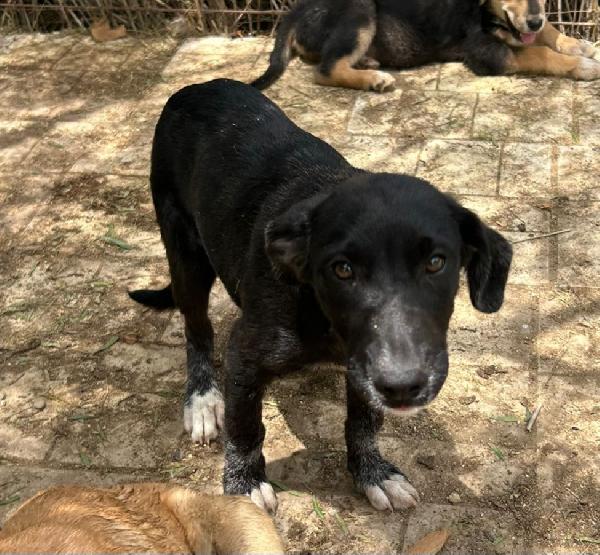 Pimpa, 3 mesi, esclusa perché nera! Foto 3