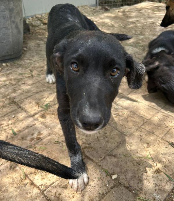 Pimpa, 3 mesi, esclusa perché nera! Foto 5