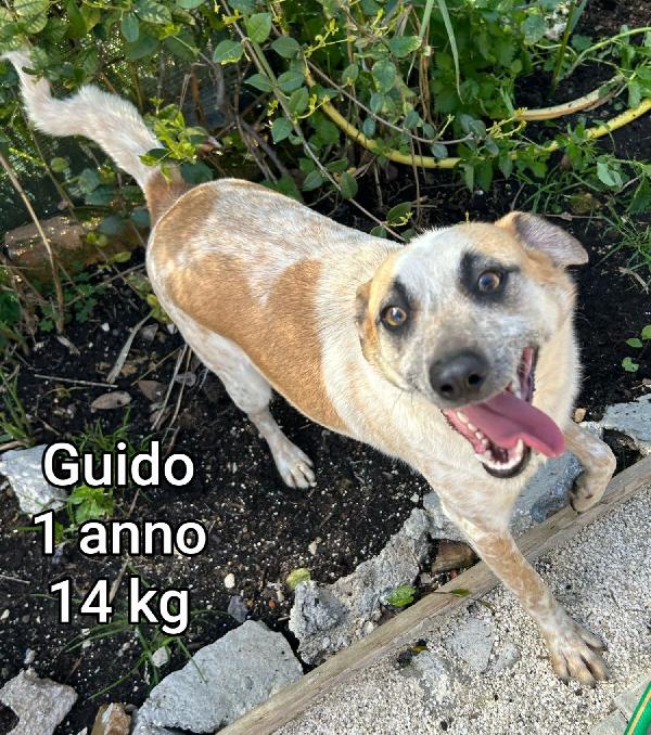 Cani taglia piccola e mediopiccola  Foto 10