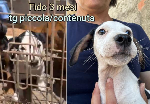 Invisibili cuccioli di 2 e 3 mesi Foto 2