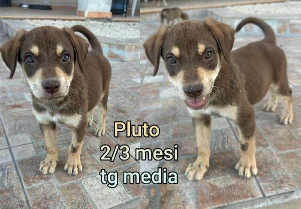 Invisibili cuccioli di 2 e 3 mesi Foto 3