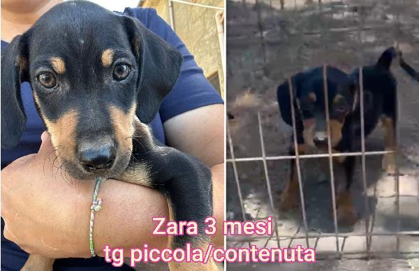 Invisibili cuccioli di 2 e 3 mesi Foto 6