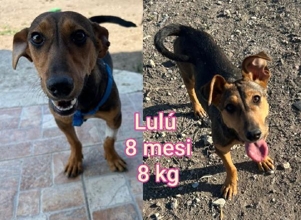 Canini dai 6 ai 15 kg massimi Foto 3