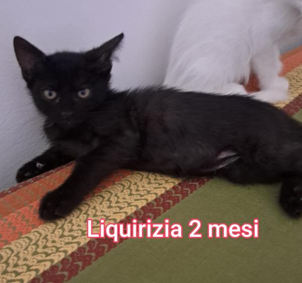 Telefona per salvare un micio  Foto 4