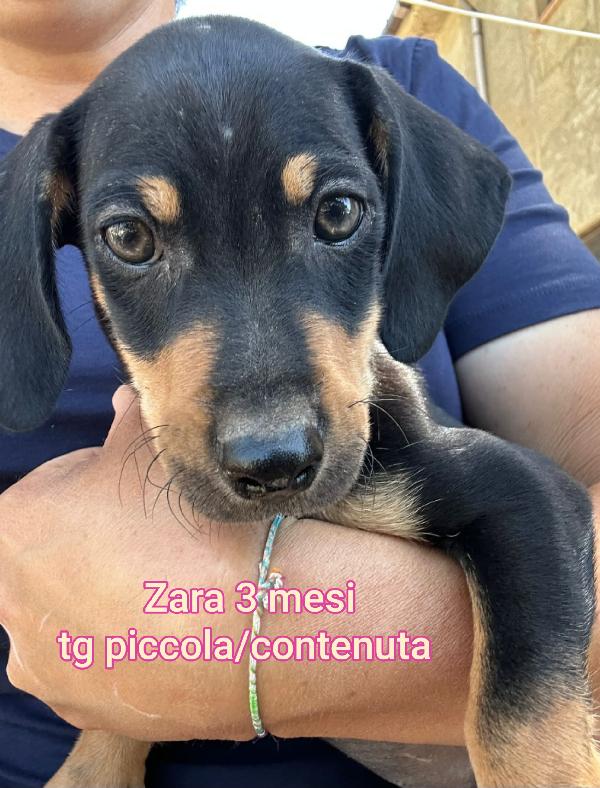 EMERGENZA CUCCIOLI IN CERCA DI CASA  Foto 3
