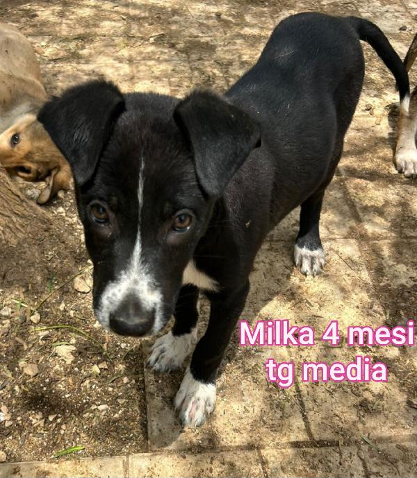 EMERGENZA CUCCIOLI IN CERCA DI CASA  Foto 5