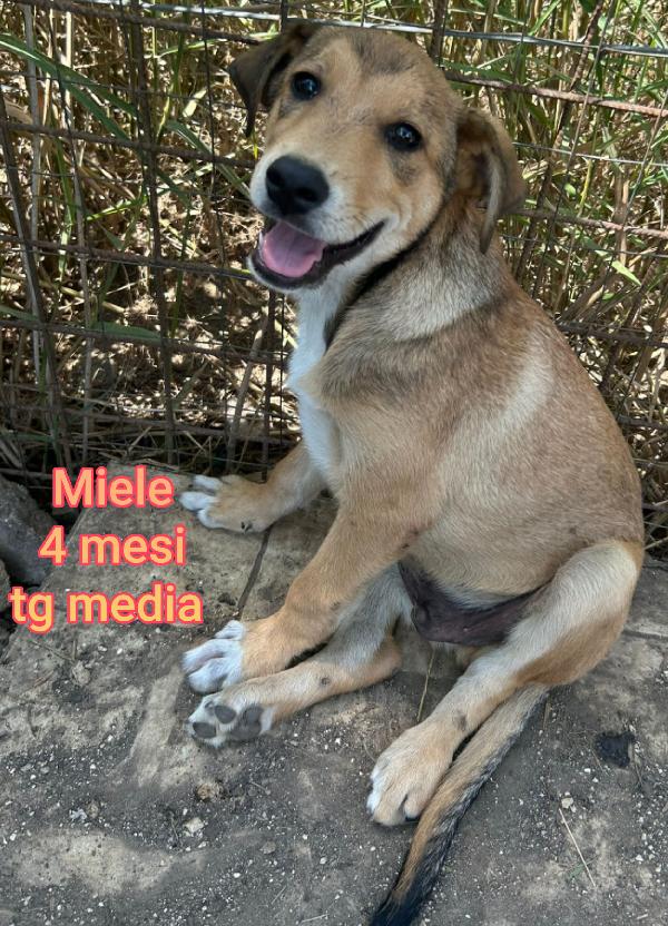 EMERGENZA CUCCIOLI IN CERCA DI CASA  Foto 10